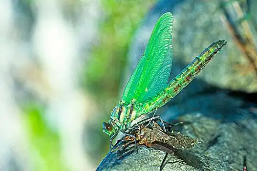 绿色,绿蜻蜓,蜻蜓,出现,蛇,刺
