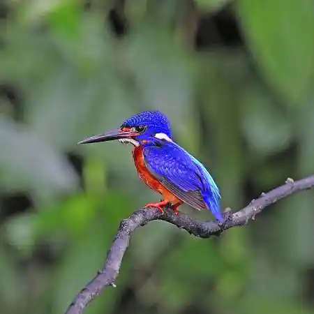 翠鸟图片_图片大全