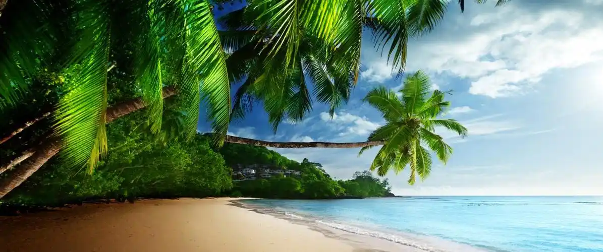 棕榈树,海岸,海滩,蓝色的大海,风景图片