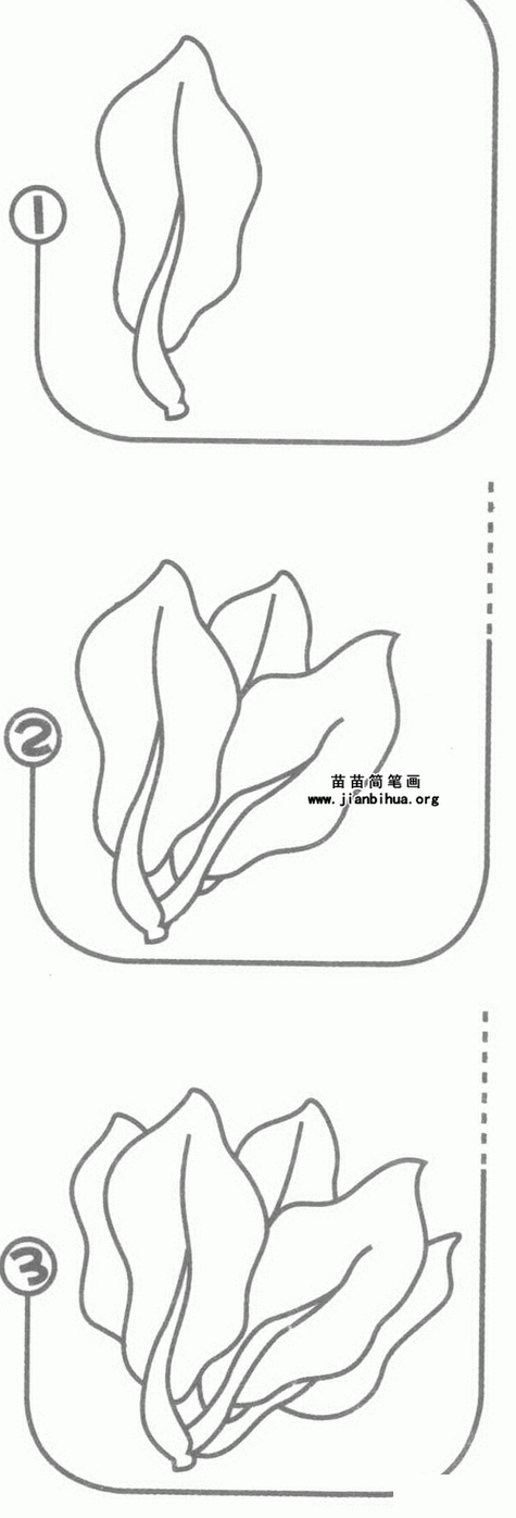 菠菜的简笔画怎么画呢