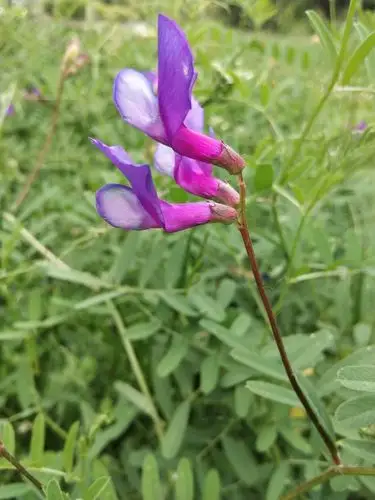 大花野豌豆,这飞翔的姿态是有多自信啊!
