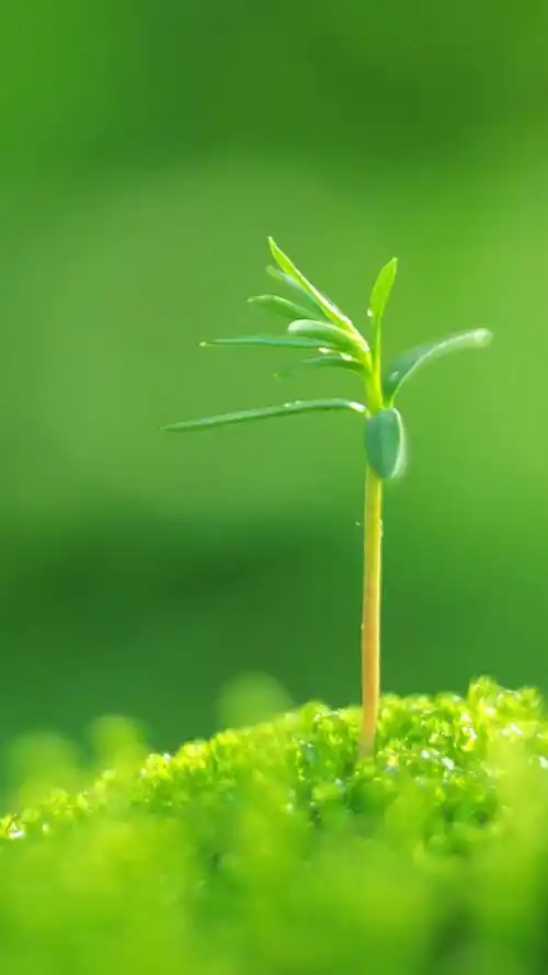 绿色养眼高清手机图片