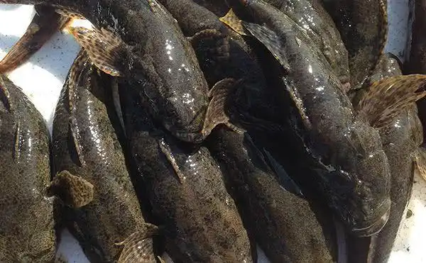 说起这沙塘鳢啊,大家都觉得十分的陌生,可能因为名字比较复杂的原因吧