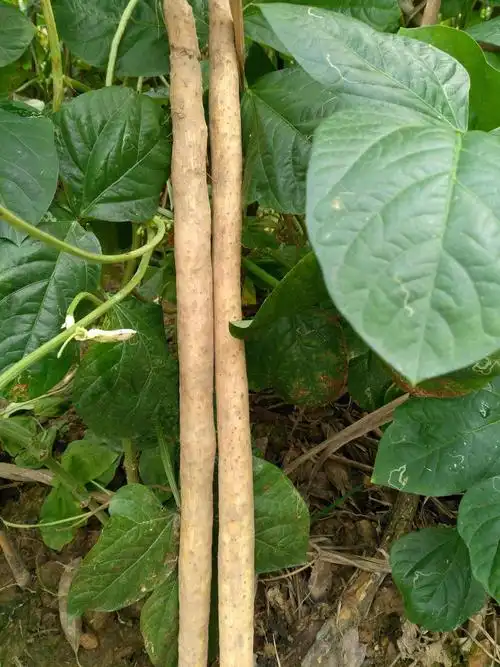 淮山药图片淮山药的功效与作用发了芽的山药放在花盆