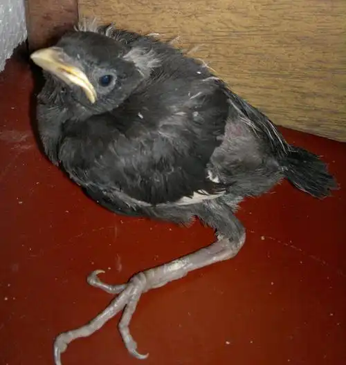 体长大约六七厘米,在网上查了一下和喜鹊的幼鸟不太像,不会是乌鸦吧