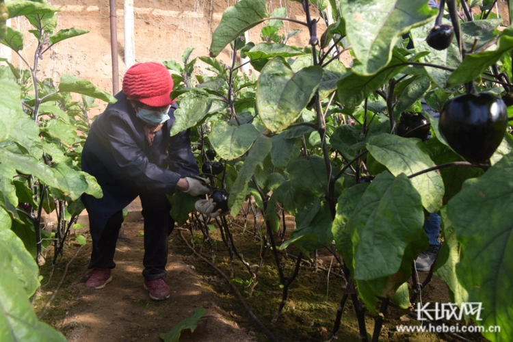 来,河北怡东农牧公司在做好疫情防控工作的同时,积极组织员工采摘茄子