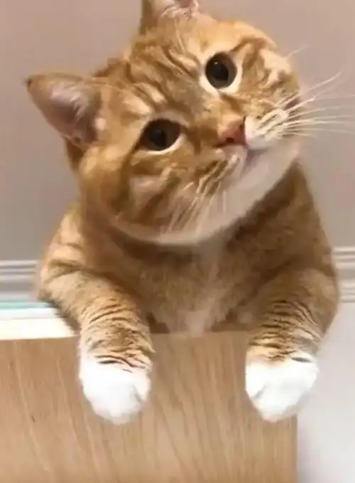 一组猫咪歪头杀图片:看完后不由自主地歪脖