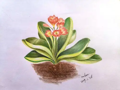 彩铅《君子兰》