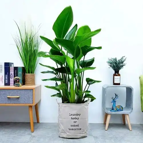 天堂鸟鹤望兰小盆栽室内大型植物花卉净化空气除甲醛四季常青绿植