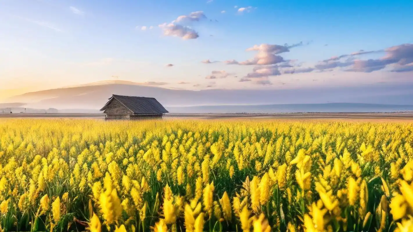田间壁纸🌾,金黄与蓝白的浪漫交融💙 想感受那金黄的麦田与蓝天