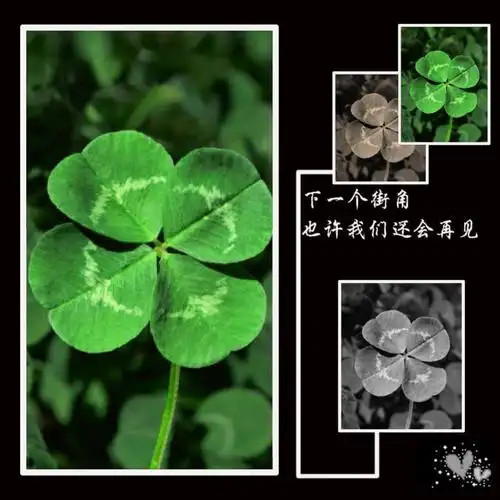 三叶的白花车轴草虽正常但变态为四叶时才备受欢迎1