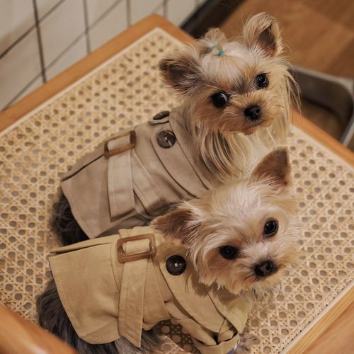 冬季ins宠物猫猫狗狗衣服秋冬装保暖风衣可爱泰迪布偶猫咪网红