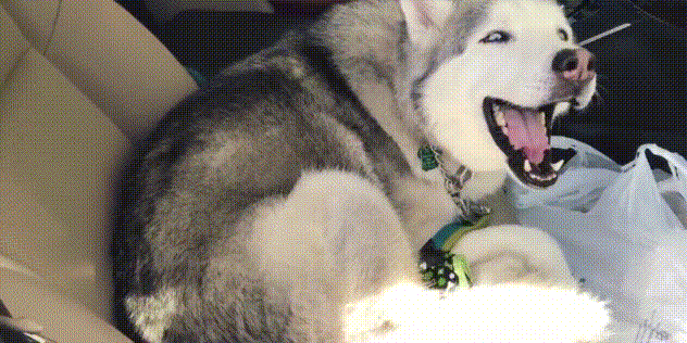 搞笑动物gif有趣的gif搞笑gif笑死人gif厉害了gif