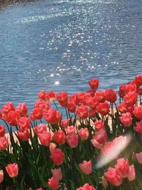 朋友圈背景图郁金香系列