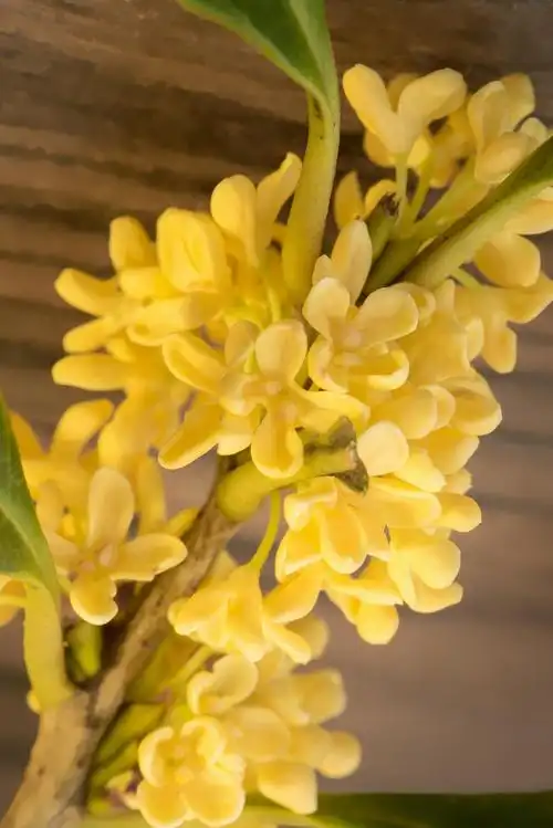 桂花叶子全部脱落的原因和处理方法 桂花是一种香气独特,花色艳丽的