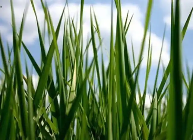 管理悟道学习尖茅草深扎根快成长