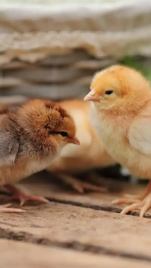 iphone 壁纸 可爱的小鸡