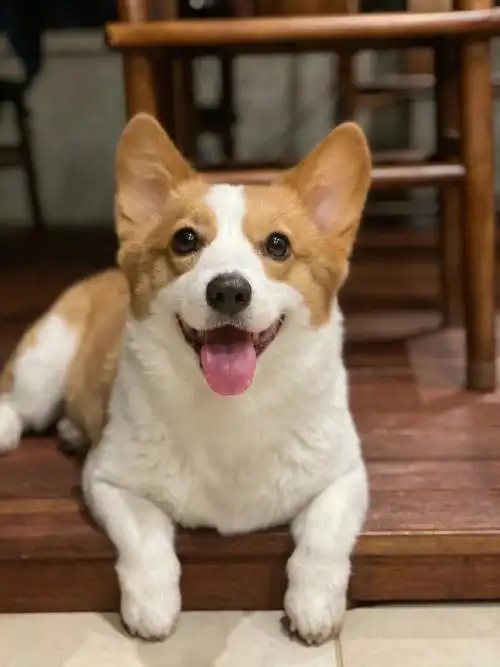 柯基希望你永远可爱