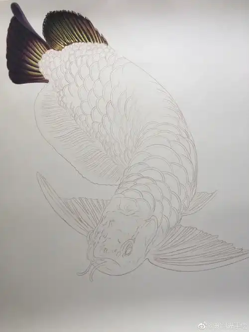 彩铅金龙鱼,不是油,是鱼!! - 学院 - 摸鱼网 - ∑(っ°Д°;)っ 让世