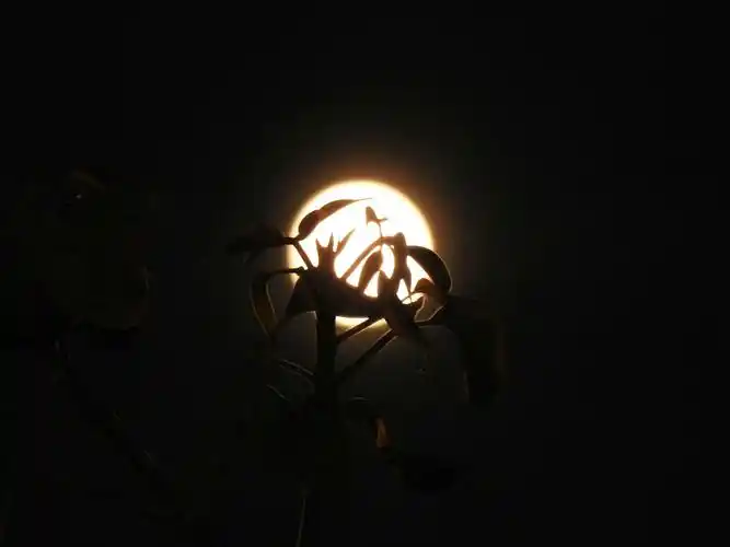 八月十五的月亮