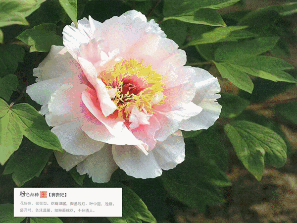 固镇牡丹节99元抢购价值30元门票14米以下儿童免票30分钟市区直达花期