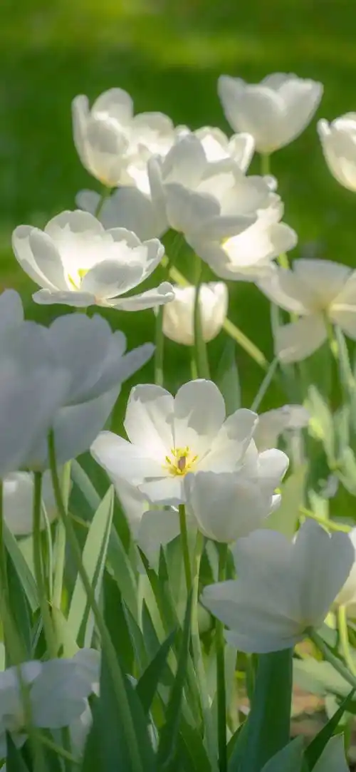 壁纸|iphone 高质感壁纸(8k高清)