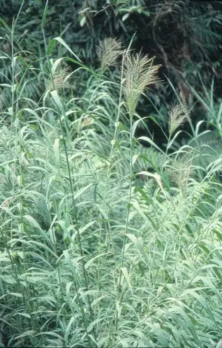 药性歌诀--芦根