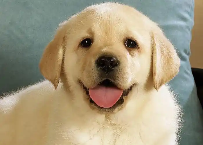 可爱的狗狗,线上撸狗.