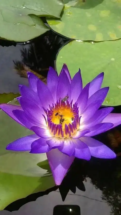 音画诗赏七彩莲花为您盛开