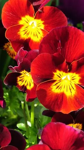 漂亮的鲜花花束图片(漂亮的鲜花花束图片大全)