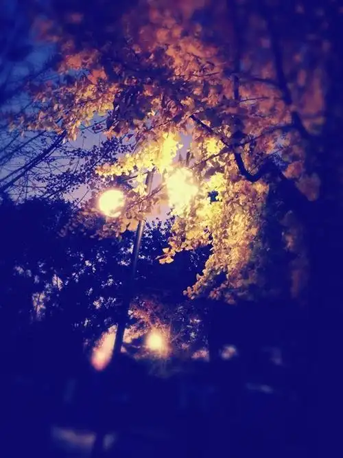 唯美夜晚路灯景色图片