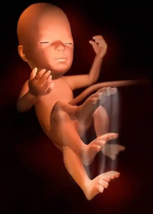 怀孕1-40周,胎儿发育过程彩色3d图!_胚胎_身长_器官