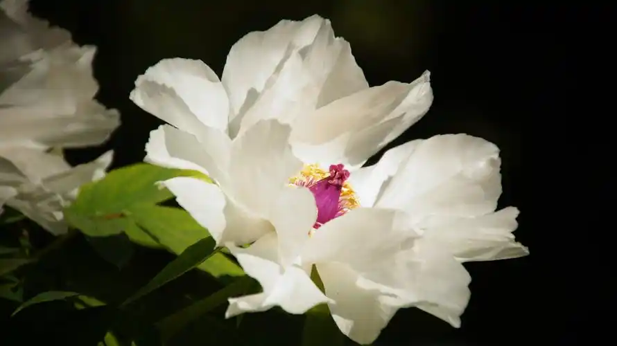 圣洁的白牡丹