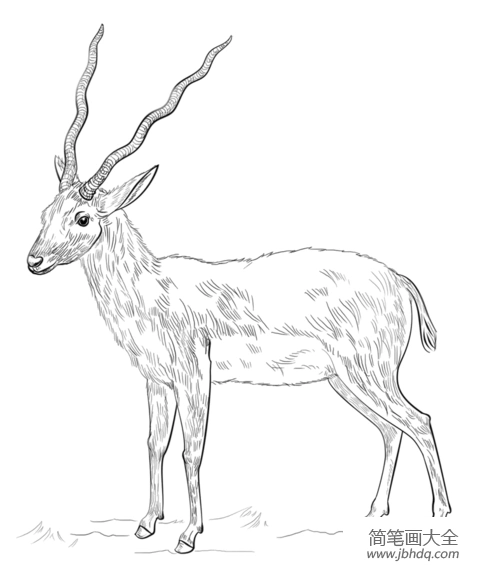 羚牛简笔画大图