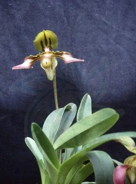 国家Ⅰ级濒危物种我国特有的珍稀兜兰虎斑兜兰