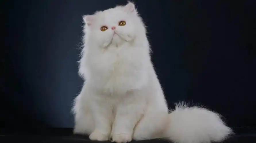 每日一猫波斯猫