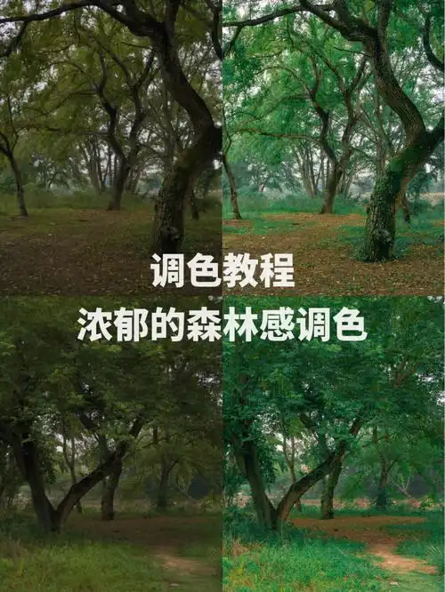 浓郁的森林感调色教程附参数