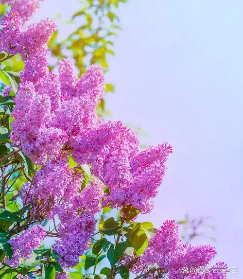 丁香花是落叶灌木或小乔木,高度可达10米.