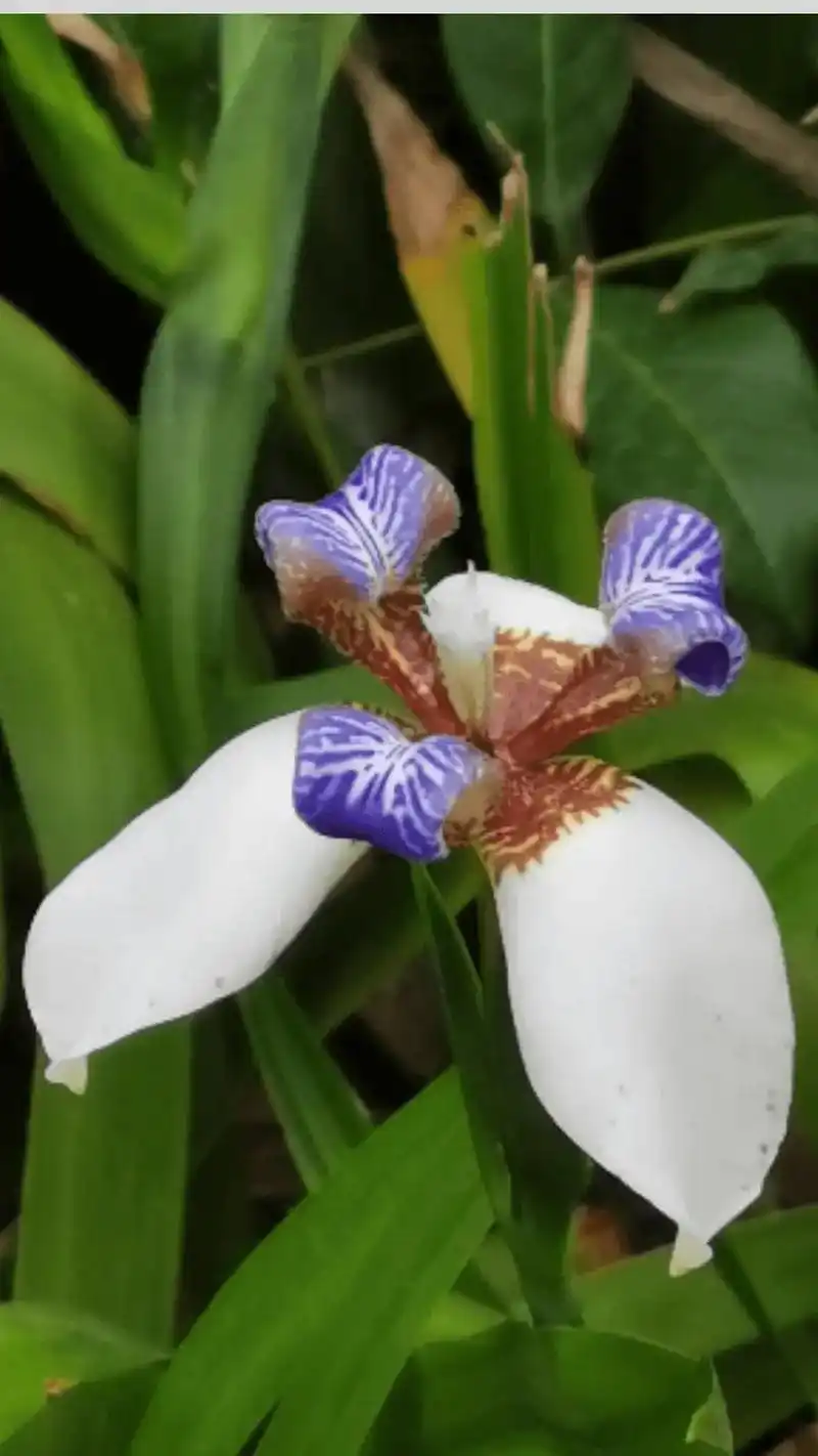 巴西鸢(yuan)尾.公园绿植,清明时候盛开 #巴西鸢尾花 - 抖音
