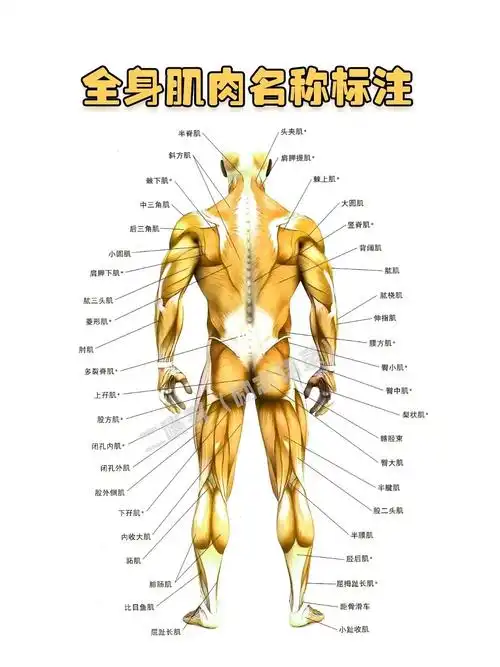 全身肌肉名称