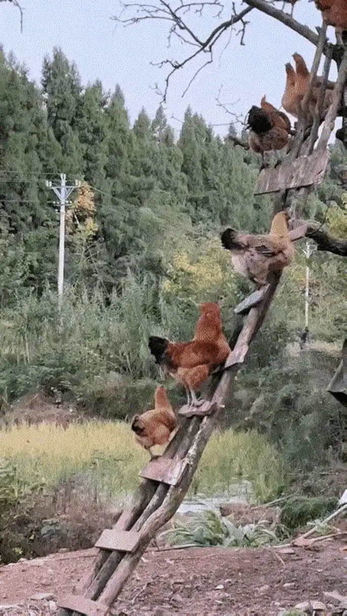 良禽择木而栖! 家里散养的鸡,专门给它们搭了木架子,模仿树杈.