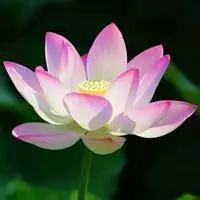 长辈用的微信头像花朵图片大全【点击鼠标右键下载】