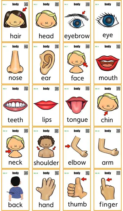 body身体部位英语单词闪卡英文汉字认识卡片宝宝早教启蒙双语教具
