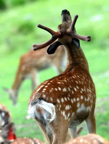 俄罗斯滨海边疆区野生动物园的梅花鹿