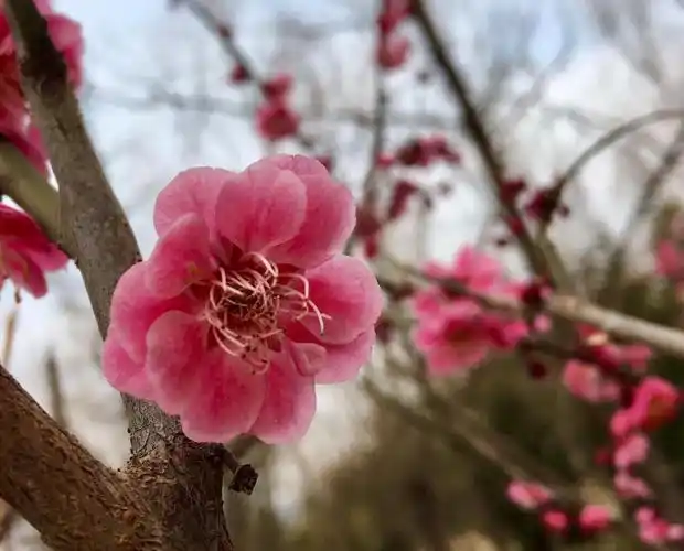 梅枝新谢杏花红