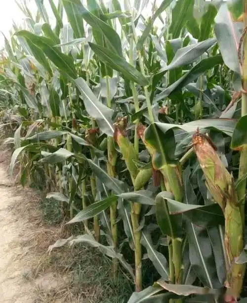 大棒之王矮杆抗倒玉米新品种蠡玉31最高亩产2058斤