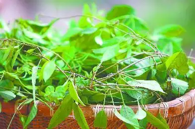 鸡矢藤虽臭却可以制作出美食,在我国海南,广东,广西都有食用鸡矢