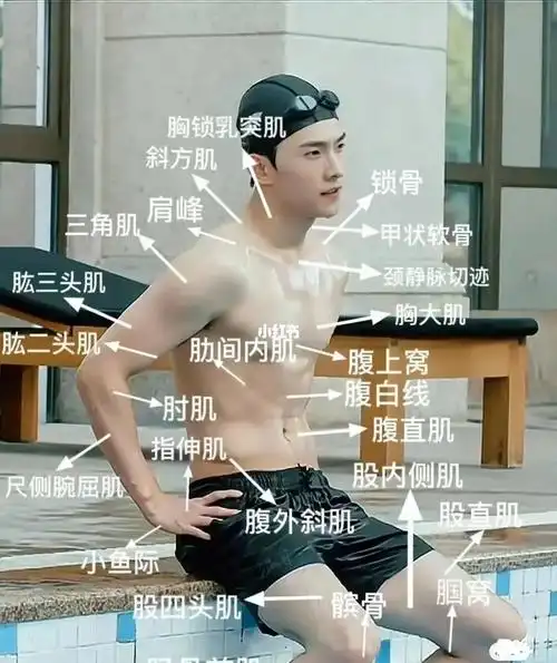 我也不想学,但他是老师发的欸#医学生笔记  #身体构造 #张真源胸肌