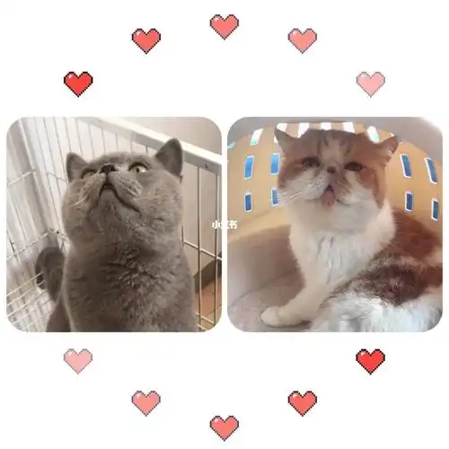 加菲和蓝猫的崽崽