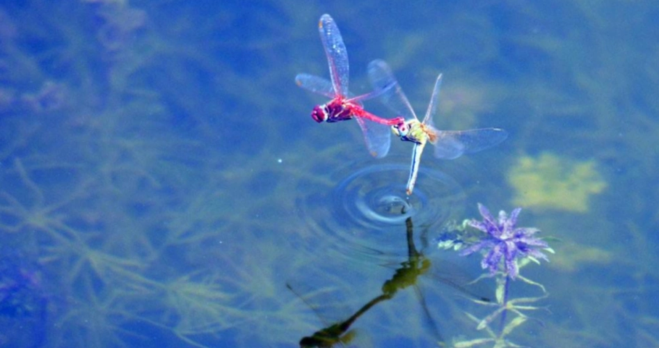 新诗采撷张金虎蜻蜓点水微诗一束